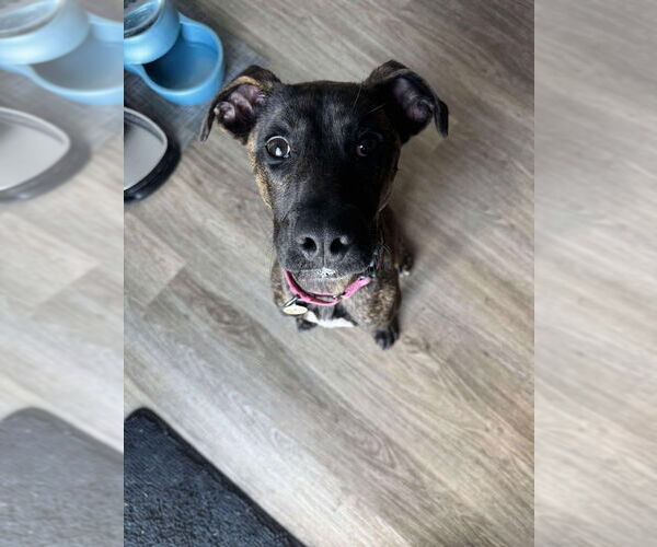 Medium Photo #6 Boxer-Unknown Mix Puppy For Sale in Foristell, MO, USA