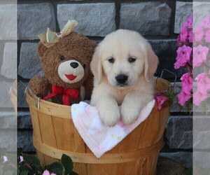 Golden Retriever Puppy for sale in FREDERICKSBURG, OH, USA
