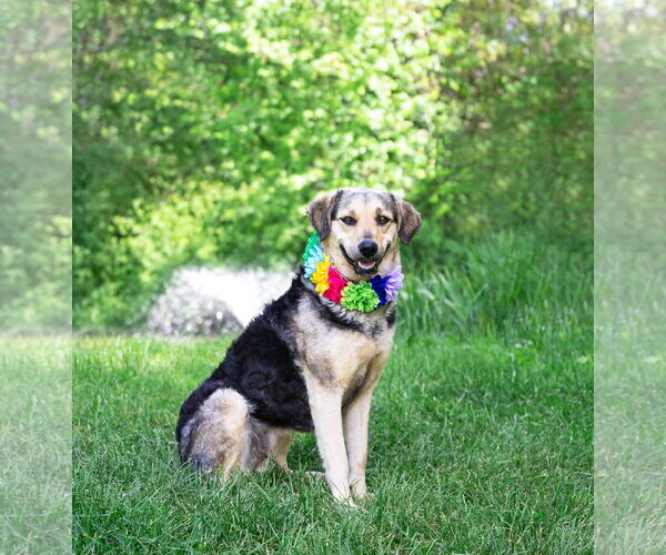 Medium Photo #2 Mutt Puppy For Sale in Unionville, PA, USA