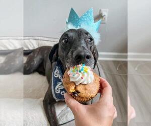 Stanley Martin Steele - Male Plott Hound-Weimaraner Mix Dog for Adoption - Photo #24