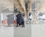 Puppy 5 Jindo Dog