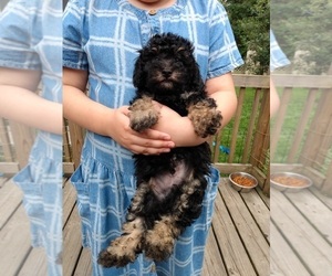Poodle (Toy) Puppy for sale in SAVANNAH, GA, USA