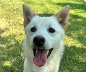 Mutt Dogs for adoption in San Ramon, CA, USA
