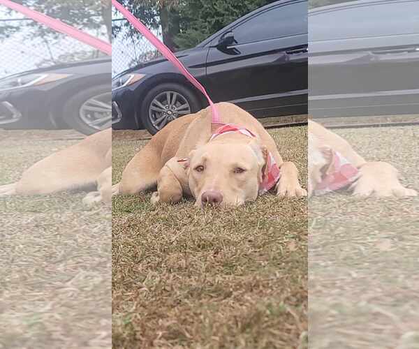 Medium Photo #1 Labsky Puppy For Sale in Orangeburg, SC, USA