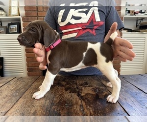 German Shorthaired Pointer Puppy for sale in WORLAND, WY, USA