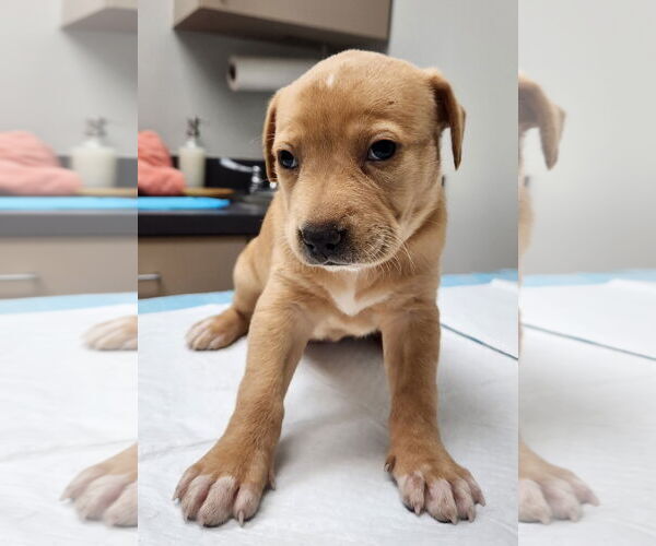 Medium Photo #2 Mutt Puppy For Sale in Houston, TX, USA