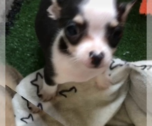 Chihuahua Puppy for Sale in BLACKSTONE, Virginia USA