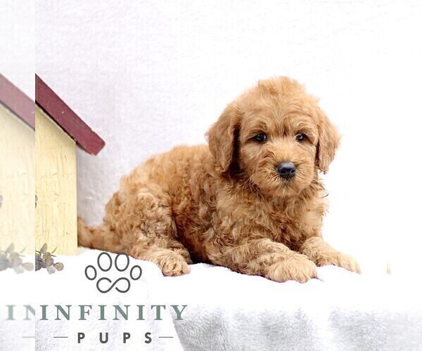 Medium Photo #3 Goldendoodle (Miniature) Puppy For Sale in EPHRATA, PA, USA