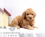 Small #2 Goldendoodle (Miniature)
