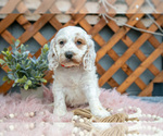 Puppy Luke Cock-A-Poo