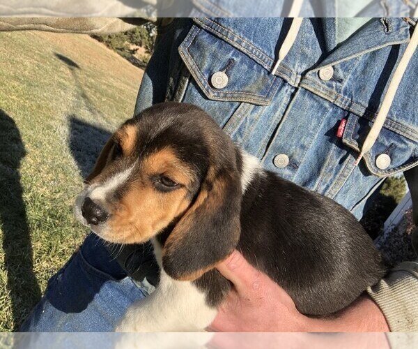 Medium Photo #3 Beagle Puppy For Sale in DURHAM, KS, USA