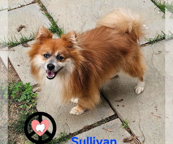Medium Photo #2 Pomeranian Puppy For Sale in Lebanon, PA, USA