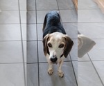 Small #6 Beagle