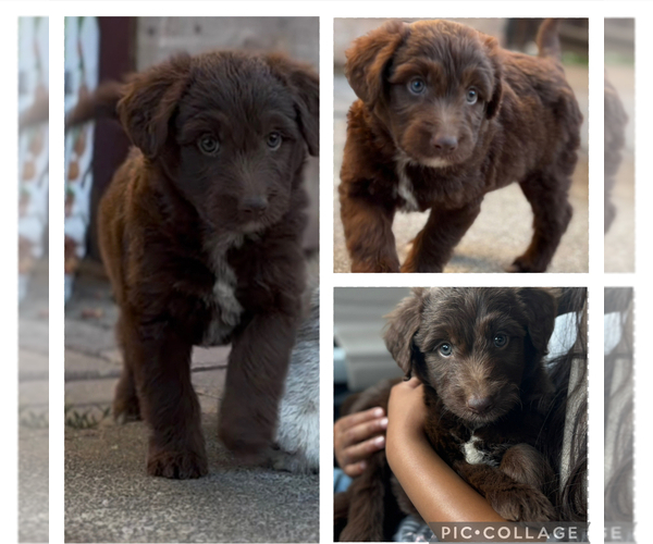 Medium Photo #1 Aussiedoodle Puppy For Sale in FAIRFIELD, CA, USA