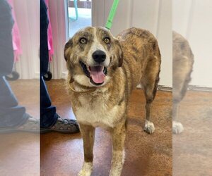 Catahoula Leopard Dog-Great Pyrenees Mix Dogs for adoption in Bolivar, MO, USA