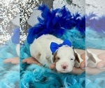 Small Photo #10 Cavapoo Puppy For Sale in BULLARD, TX, USA