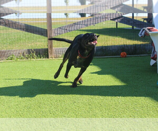 Medium Photo #3 Mutt Puppy For Sale in Chestertown, MD, USA