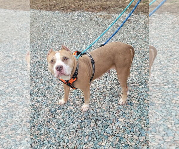 Medium Photo #6 American Staffordshire Terrier-Unknown Mix Puppy For Sale in Spotsylvania, VA, USA