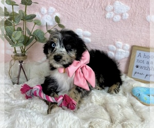 Bernedoodle (Miniature) Puppy for sale in NOBLESVILLE, IN, USA