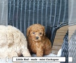 Image preview for Ad Listing. Nickname: Little Red