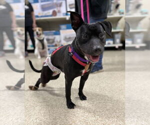Pru (special needs) - Female Staffordshire Bull Terrier-Unknown Mix Dog for Adoption - Photo #17