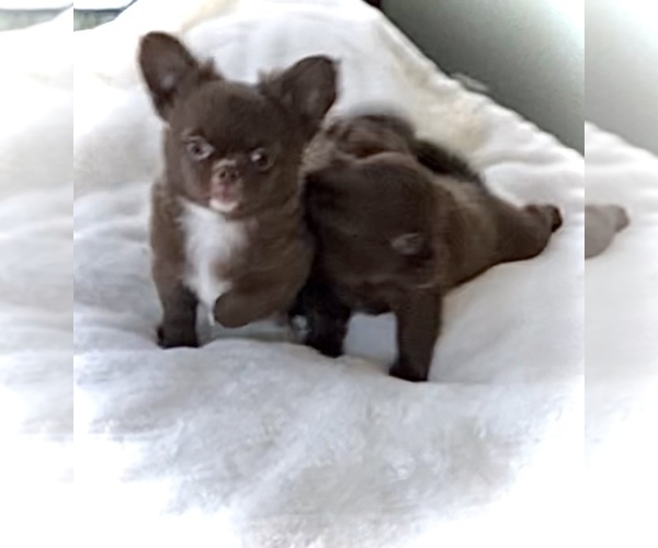 Medium Photo #8 Chihuahua Puppy For Sale in CHESAPEAKE, VA, USA