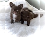 Small Photo #8 Chihuahua Puppy For Sale in CHESAPEAKE, VA, USA