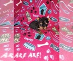 Small #15 Yorkshire Terrier