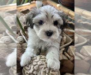 Havanese Puppy for sale in LIVONIA, MI, USA