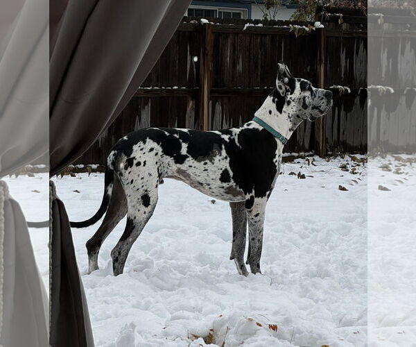 Medium Photo #2 Great Dane Puppy For Sale in Lakewood, CO, USA