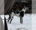 Small #1 Great Dane