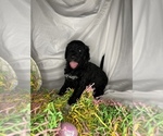 Small Photo #12 Goldendoodle Puppy For Sale in VERO BEACH, FL, USA