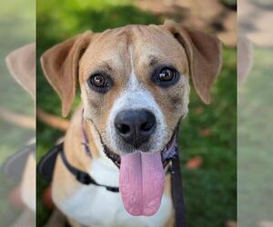 Boxador Dogs for adoption in Lodi, CA, USA