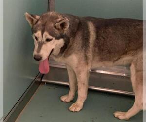 Siberian Husky-Unknown Mix Dogs for adoption in Moreno Valley, CA, USA
