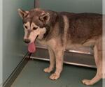 Small Siberian Husky Mix
