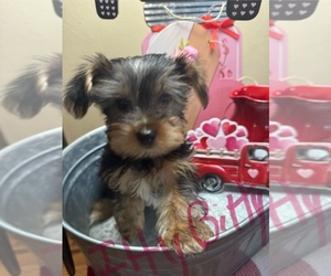 Yorkshire Terrier Puppy for sale in BARTONVILLE, IL, USA