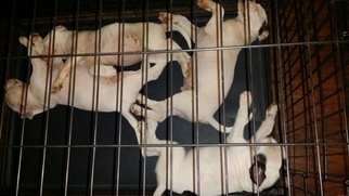 American Bulldog Puppy for sale in GRACEVILLE, FL, USA