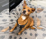 Small #1 Chiweenie