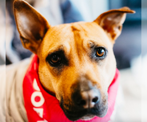 Mutt Dogs for adoption in St. Cloud, MN, USA