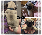 Small #3 Pug