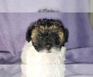 Poodle (Toy) Puppy for sale in CLAYTON, NC, USA