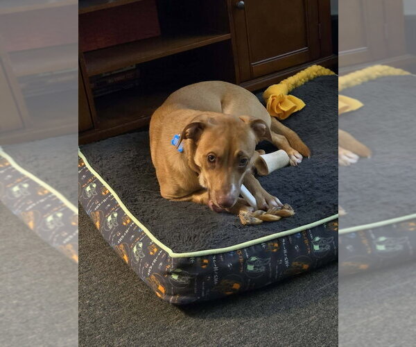 Medium Photo #4 Mutt Puppy For Sale in Springdale, PA, USA