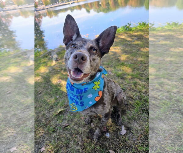 Medium Photo #3 Mutt Puppy For Sale in Rockaway, NJ, USA