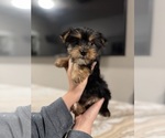 Small #2 Yorkshire Terrier