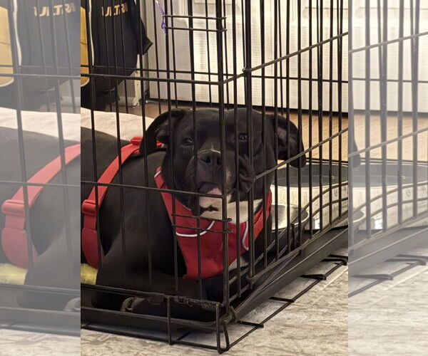 Medium Photo #11 American Pit Bull Terrier-Unknown Mix Puppy For Sale in Crete, IL, USA