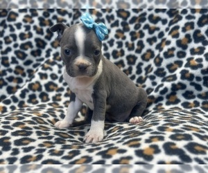 Boston Terrier Puppy for sale in LAKELAND, FL, USA