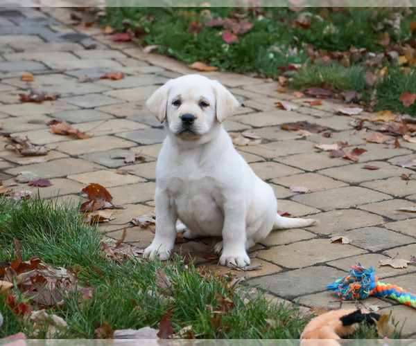 Medium Photo #3 Labrador Retriever Puppy For Sale in SYRACUSE, IN, USA