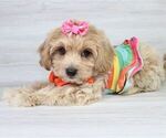 Small Photo #7 Maltipoo Puppy For Sale in LAS VEGAS, NV, USA