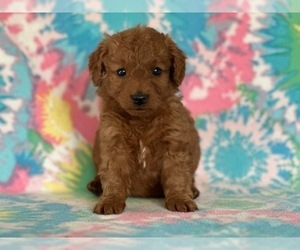 Goldendoodle (Miniature) Puppy for sale in LANCASTER, PA, USA