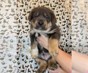Cane Corso Puppy for sale in TAYLORSVILLE, KY, USA